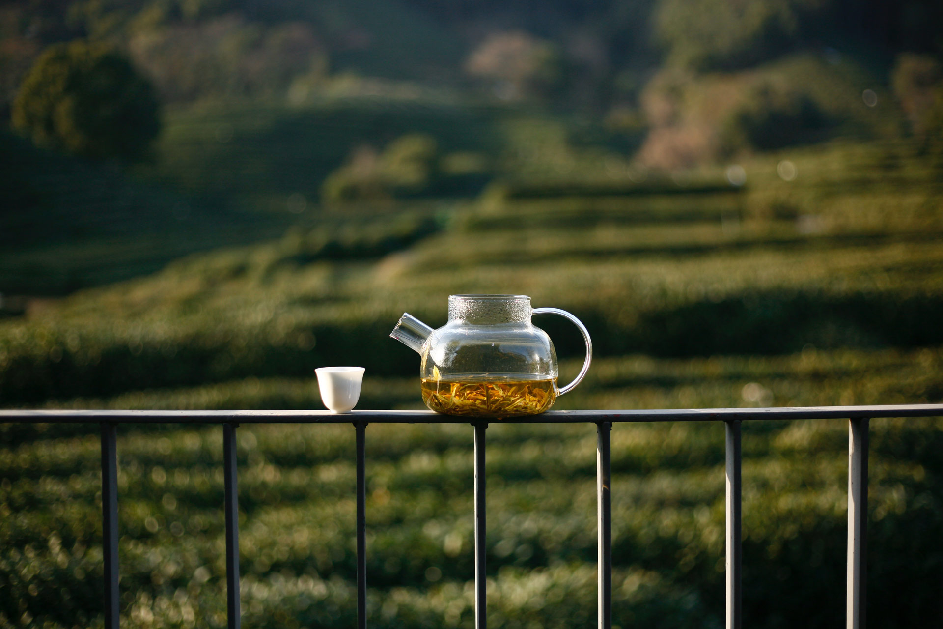 Стеклянный чайник для заваривания чая - TheTea