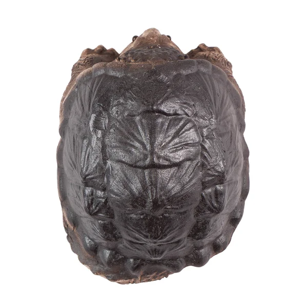 Чайная фигурка «Аллигаторная черепаха» - 5