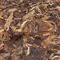 Шоу Мей Лао Ча - small image 6