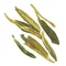 Лун Цзин «Колодязь дракона» - small image 5