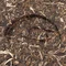 Шен Пуэр Журавль и Сосна 8613 - small image 4
