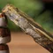 Шэн пуэр «Золотой Дракон», 8 г - small image 8