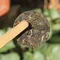Шэн пуэр Биндао «Ледяной Остров» - small image 3